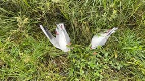 Des mouettes mortes le long du Canal de l'Ourcq en décembre 2022