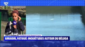 Amaigri, fatigué : inquiétudes autour du béluga - 07/08