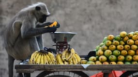 Un singe mange une mangue sur un étal à Allahabad, en Inde, le 31 mai 2018. (Photo d'illustration)
