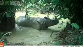 Un rhinocéros d'une espèce très rare filmé par une caméra de surveillance...dans son bain