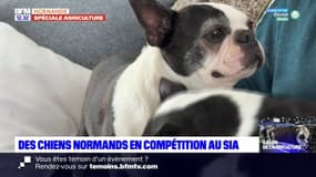 Salon de l'agriculture: des chiens normands en compétition