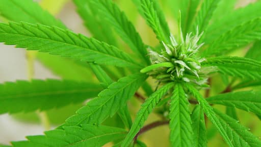 De feuilles de cannabis.
