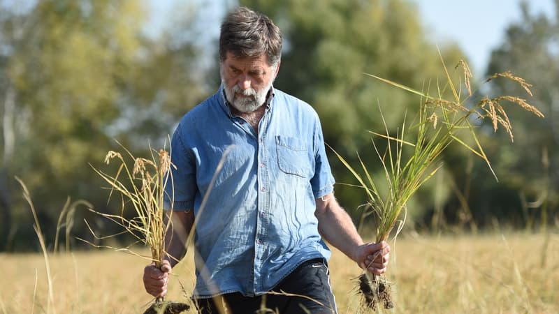 Le riziculteur français riziculteur Bernard Poujol, fournisseur de fabricants français de saké, dans l'un de ses champs.