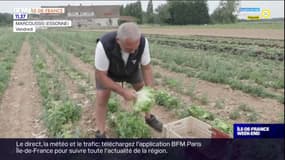 Essonne: un maraîcher cultive ses légumes sans eau