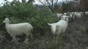 Pourquoi le plan loup du gouvernement ne satisfait ni les éleveurs ni les écologistes