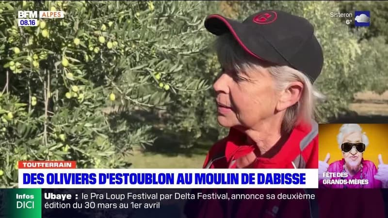 Tout terrain du dimanche 3 mars 2024 - Des oliviers d'Estoublon au Moulin de Dabisse