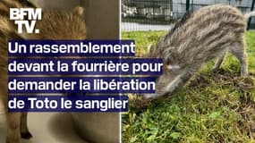 Pas-de-Calais: la mobilisation continue pour sauver Toto le sanglier, menacé d'euthanasie