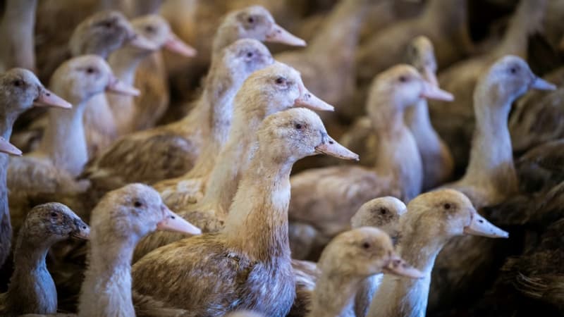 Le gouvernement suisse opposé aux projets d'interdiction des importations de foie gras et de fourrure