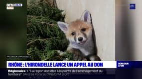 Rhône: l'Hirondelle lance un appel aux dons pour venir en aide aux animaux sauvages en détresse