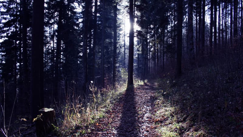 Près de Toulouse, une jeune femme avait été retrouvée ligotée dans un bois