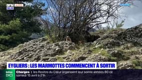 Eygliers: les marmottes commencent à sortir