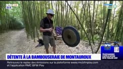 Passions Provence : Détente à la bambouseraie de Montauroux.