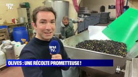 Olives : une récolte prometteuse - 23/11