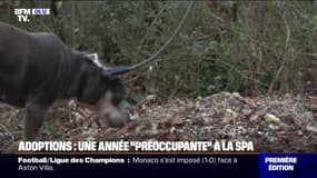 La SPA préoccupée par la baisse des adoptions de chiens en 2024 