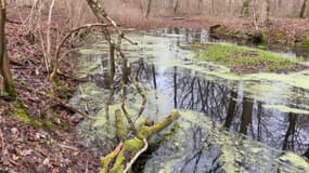 Au cœur de la forêt du domaine de Beynes (Yvelines), la mare est encerclée d'une dizaine d'arbres abattus. 