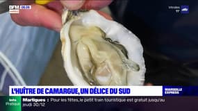 L'huître de Camargue: nouvelle star des fêtes