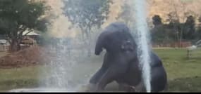 Un éléphant s’amuse avec un jet d’eau en Thaïlande