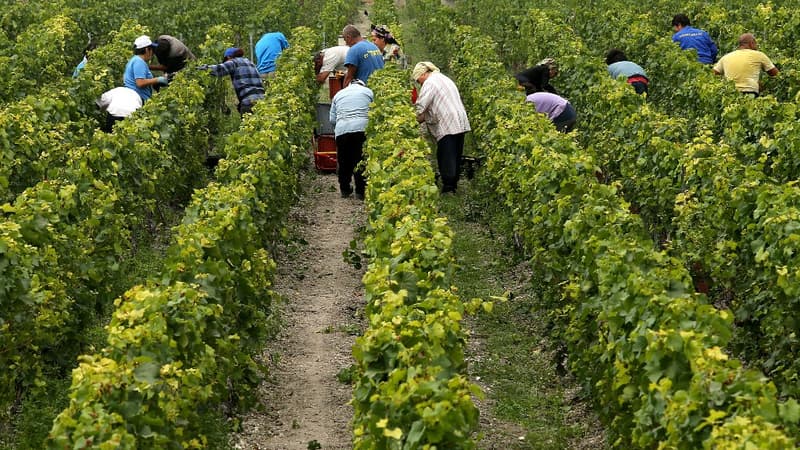 Des vendangeurs travaillent dans le vignoble de la maison de Champagne Pommery-Vranken lors des vendanges, le 30 août 2017 à Reims.