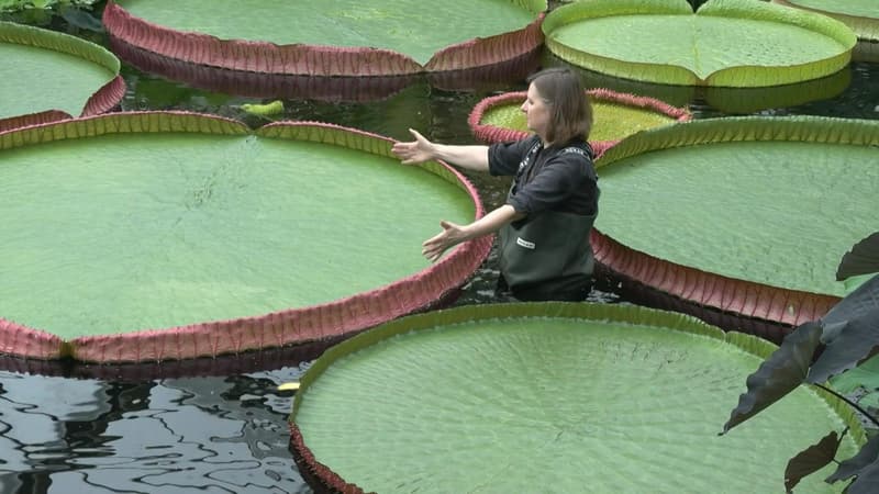 Une nouvelle espèce de nénuphar géant a été découverte à Kew Gardens