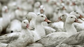 Un deuxième élevage de canards a été contaminé par une "influenza aviaire hautement pathogène H5N8" dans le département des Landes où "la maladie progresse"
