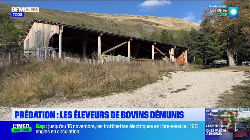 Regarder la vidéo Prédation dans les Alpes-de-Haute-Provence: les éleveurs bovins démunis