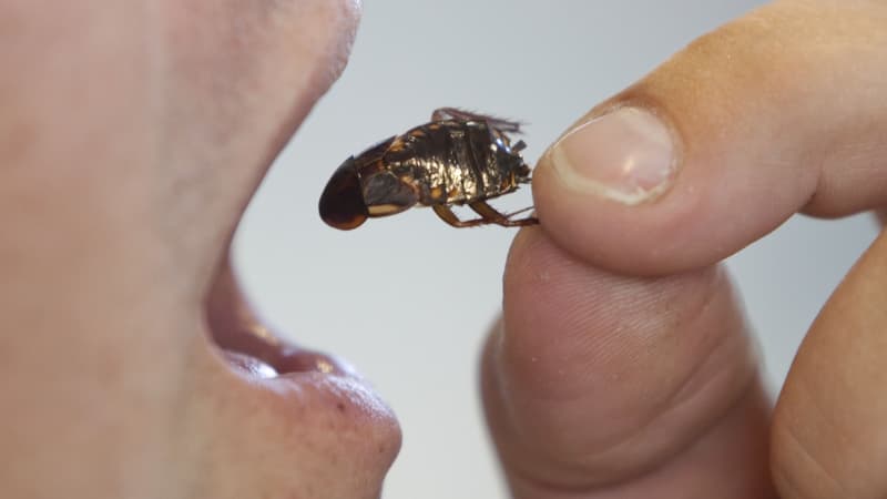 un cafard prêt à être mangé