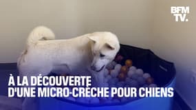 "Je l'ai conçue comme une crèche pour enfants": à la découverte d'une micro-crèche pour chiens