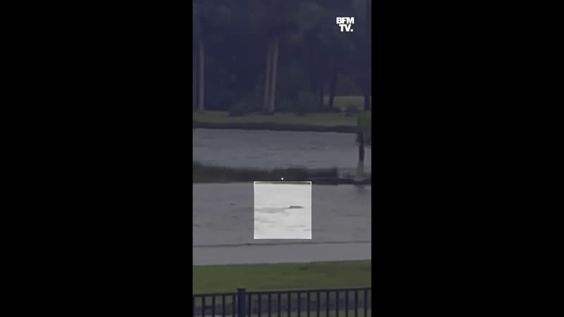 Ouragan Ian: un requin aperçu en pleine rue en Floride