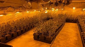 Un millier de plants de cannabis a été saisi le 17 mai 2022 près de Fréjus. 