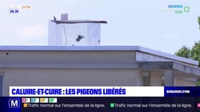 Caluire-et-Cuire: les pigeons piégés sur un toit ont été libérés
