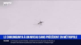 Le chikungunya à un niveau sans précédent en métropole