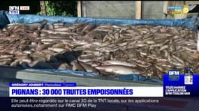 Pignans: 30 000 truites retrouvées mortes, probablement empoisonnées