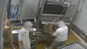 Le gouvernement veut créer un délit de maltraitance à animaux - Mardi 5 avril 2016