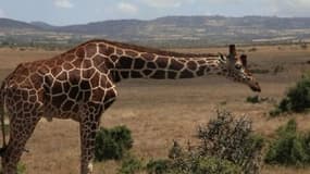 Les girafes en voie d’extinction au Kenya