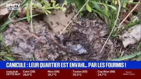 Ce quartier de Vaulx-en-Velin est envahi par les fourmis