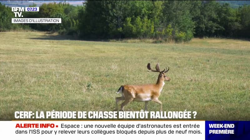 Accusés de dégrader les forêts, la période de la chasse aux cerfs bientôt rallongée dans 26 départements français?