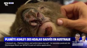 Des koalas sauvés en Australie - 09/12