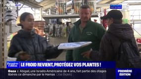 Comment protéger ses plantes face au froid?