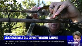 La chasse à la glu interdite par le Conseil d’État