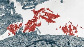 Vue au microscope du virus de la grippe A (H1N1). Selon une étude effectuée par un groupe international de scientifique, la pandémie de grippe A (H1N1) survenue en 2009 a fait dans les 284.500 morts à travers le monde, soit 15 fois plus que le nombre conf