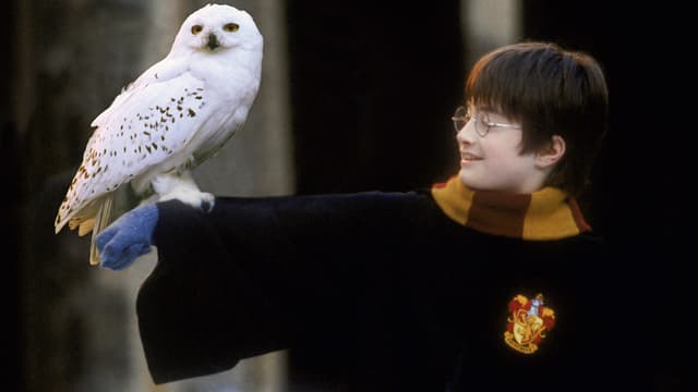 Harry Potter et sa chouette, Hedwige.