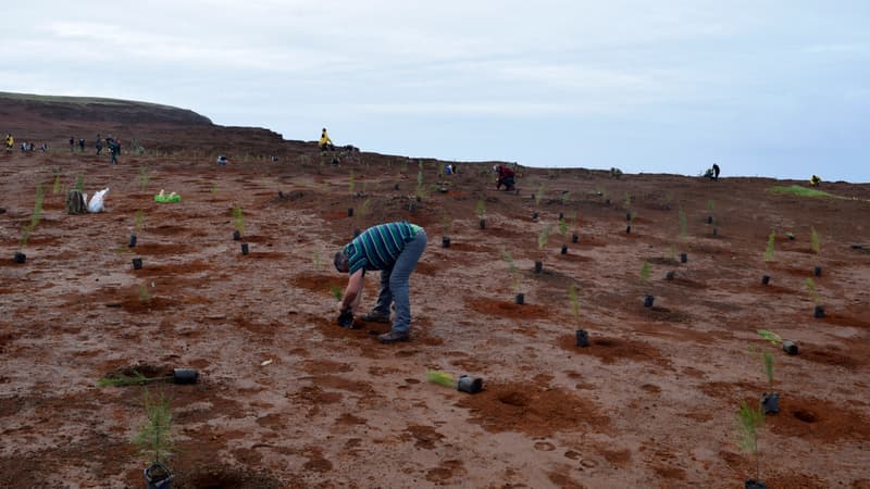 Des personnes ont planté des arbres sur l'île de Pâques cette semaine dans le cadre d'un vaste programme de reforestation, le 27 juillet 2023.