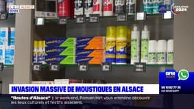 Alsace: les moustiques particulièrement nombreux cette année