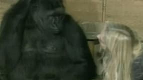 Mort de Koko, l’ambassadrice des gorilles