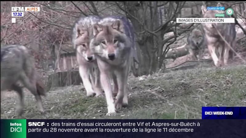 Alpes-de-Haute-Provence: un éleveur à bout après une attaque de loups à Ongles 