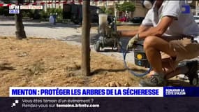 Menton: protéger les arbres de la sécheresse en respectant l'interdiction d'arroser