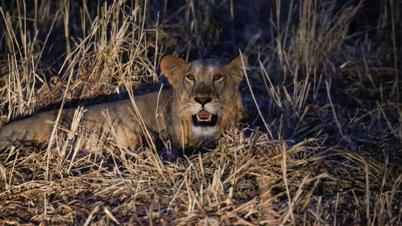 La lionne a été aperçue pour la première fois jeudi dernier. (Image d'illustration)