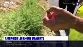 Rhône: un risque d'allergie à l'ambroisie élevée