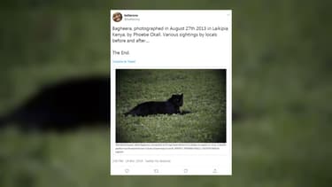 Un léopard noir photographié par Phoebe Okall en 2013, avant les clichés présentés comme "inédits" par un photographe britannique en 2019.