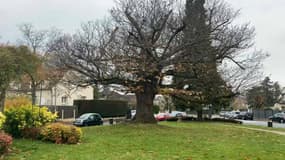 À La Celle-Saint-Cloud (Yvelines), un châtaignier de 300 ans a reçu le prix du public de l'arbre de l'année. 